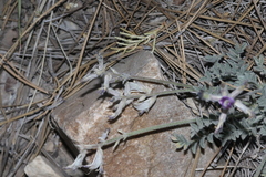 Astragalus leucolobus