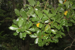 Cryptocarya latifolia