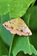 Hemeroplanis scopulepes