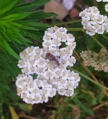 Miltogramma punctata