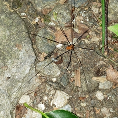 Leiobunum nigropalpi