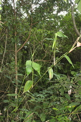 Olyra latifolia