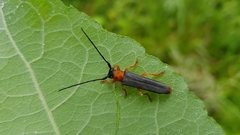 Oberea oculata