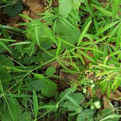 Galium laevigatum