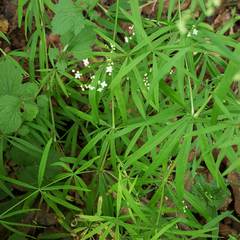 Galium laevigatum