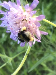 Bombus cryptarum