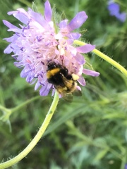 Bombus cryptarum