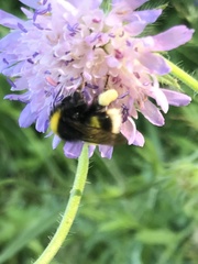 Bombus cryptarum