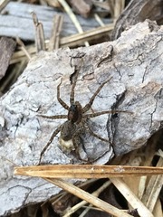 Araneae