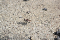 Cicindela scutellaris lecontei