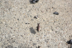 Cicindela scutellaris lecontei