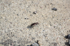 Cicindela scutellaris lecontei