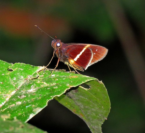 Dubiella dubius