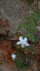 Magnoliopsida