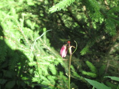 Lilioceris schneideri