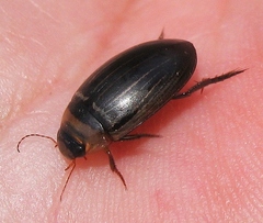Hydaticus aruspex
