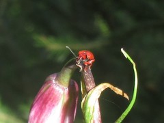 Lilioceris schneideri