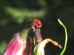 Lilioceris schneideri