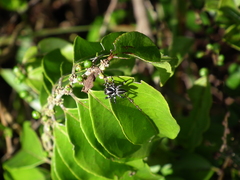Phiale crocea