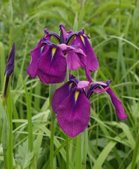Iris ensata