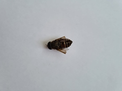 Tabanus bovinus