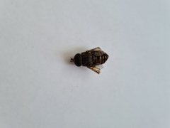 Tabanus bovinus