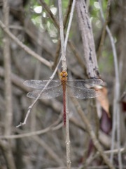 Coryphaeschna diapyra