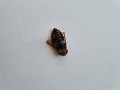 Tabanus bovinus