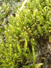 Hygrohypnum luridum