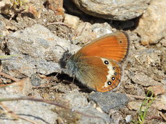 Coenonympha gardetta