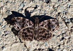 Gorgythion begga begga