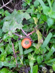 Image of Solanum capsicoides