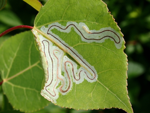 Aspen Serpentine Leafminer Moth