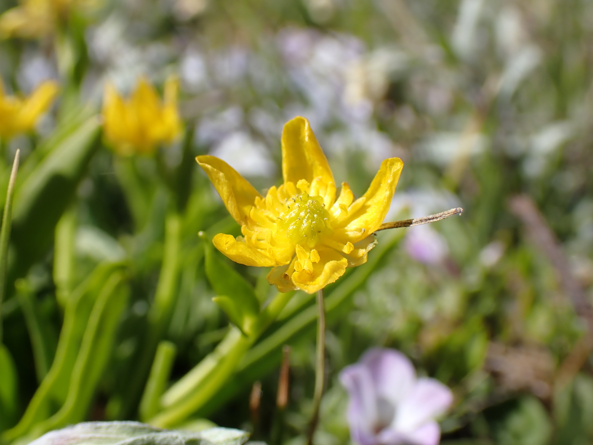 Ranunculus alismifolius var. hartwegii