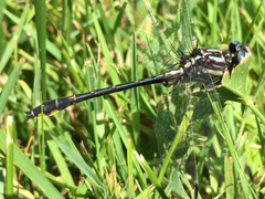 Phanogomphus quadricolor