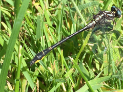 Phanogomphus quadricolor