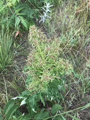 Eriophyes rhoinus