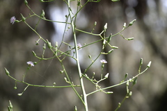 Lactuca graminifolia