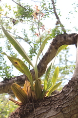 Oncidium reichenheimii