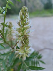 Glycyrrhiza lepidota