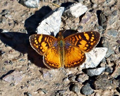 Tegosa orobia ursula