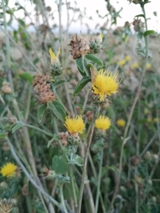 Centaurea sicula