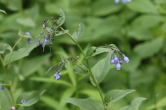 Mertensia paniculata