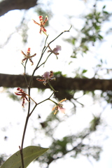 Oncidium reichenheimii