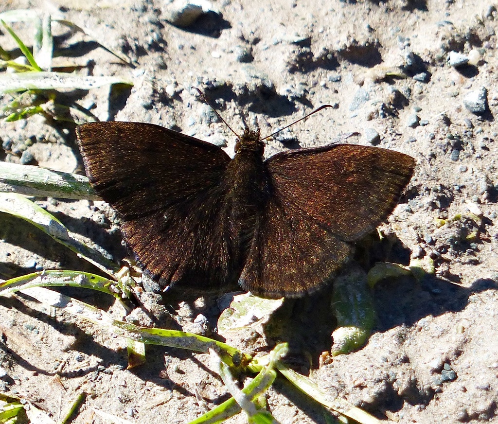 Bolivian Sootywing