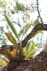 Oncidium reichenheimii