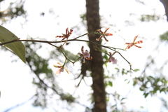 Oncidium reichenheimii