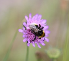 Bombus vestalis