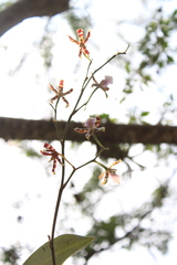 Oncidium reichenheimii