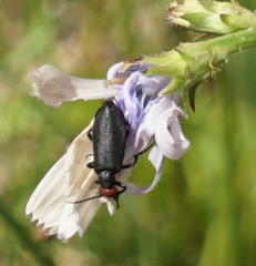 Epicauta atrata